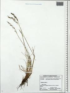 Festuca rubra L., Siberia, Central Siberia (S3) (Russia)