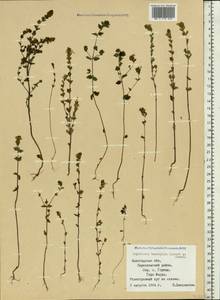 Euphrasia ×vernalis List, Eastern Europe, Northern region (E1) (Russia)