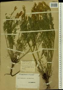 Astragalus asper Jacq., Eastern Europe, South Ukrainian region (E12) (Ukraine)