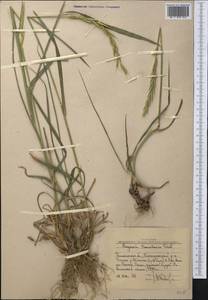 Elymus uralensis (Nevski) Tzvelev, Middle Asia, Western Tian Shan & Karatau (M3) (Uzbekistan)