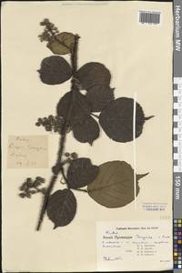 Rubus, South Asia, South Asia (Asia outside ex-Soviet states and Mongolia) (ASIA) (China)