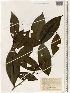 Camellia sinensis subsp. sinensis, Africa (AFR) (Seychelles)