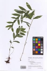 Pentanema salicinum (L.) D. Gut. Larr., Santos-Vicente, Anderb., E. Rico & M. M. Mart. Ort., Eastern Europe, Western region (E3) (Russia)