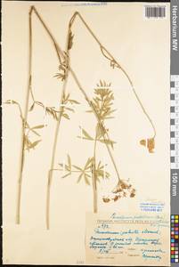 Selinum carvifolia (L.) L., Eastern Europe, North Ukrainian region (E11) (Ukraine)