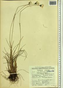 Eriophorum vaginatum L., Siberia, Chukotka & Kamchatka (S7) (Russia)