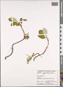 Salix reticulata L., Siberia, Central Siberia (S3) (Russia)