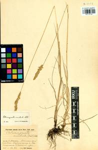 Calamagrostis macilenta (Griseb.) Litv., Siberia, Baikal & Transbaikal region (S4) (Russia)