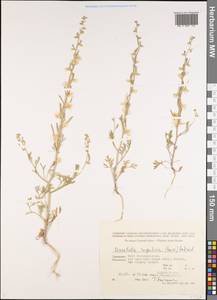 Delphinium rugulosum Boiss., Middle Asia, Kopet Dag, Badkhyz, Small & Great Balkhan (M1) (Turkmenistan)