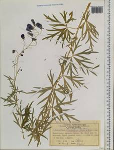 Aconitum ambiguum Rchb., Siberia, Central Siberia (S3) (Russia)