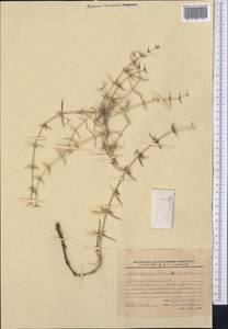 Acanthophyllum borsczowii Litw., Middle Asia, Syr-Darian deserts & Kyzylkum (M7) (Kazakhstan)