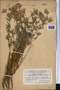 Dracocephalum integrifolium Bunge, Middle Asia, Western Tian Shan & Karatau (M3) (Kazakhstan)