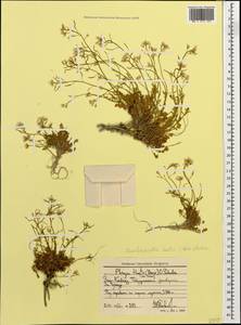 Murbeckiella huetii (Boiss.) Rothm., Caucasus, Stavropol Krai, Karachay-Cherkessia & Kabardino-Balkaria (K1b) (Russia)