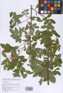Rosa majalis Herrm., Eastern Europe, North-Western region (E2) (Russia)