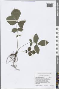 Potentilla fragarioides L., Siberia, Russian Far East (S6) (Russia)