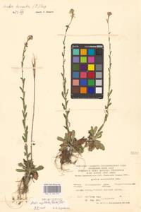 Arabis hirsuta (L.) Scop., Eastern Europe, Central forest-and-steppe region (E6) (Russia)