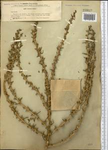 Soda inermis (Moench) Fourr., Middle Asia, Caspian Ustyurt & Northern Aralia (M8) (Kazakhstan)