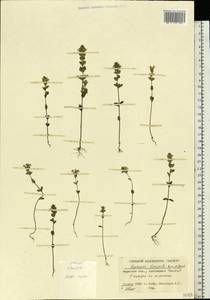 Euphrasia ×vernalis List, Eastern Europe, Eastern region (E10) (Russia)