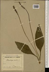 Plantago media L., Caucasus, Armenia (K5) (Armenia)