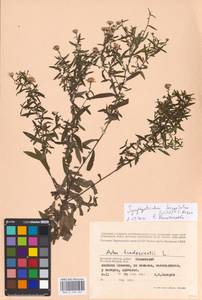 Symphyotrichum lanceolatum (Willd.) G. L. Nesom, Eastern Europe, Western region (E3) (Russia)