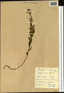 Linaria acutiloba Fisch. ex Rchb., Siberia, Yakutia (S5) (Russia)