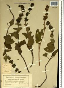 Salvia verticillata L., Crimea (KRYM) (Russia)