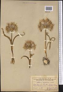 Allium caspium (Pall.) M.Bieb., Middle Asia, Syr-Darian deserts & Kyzylkum (M7) (Not classified)