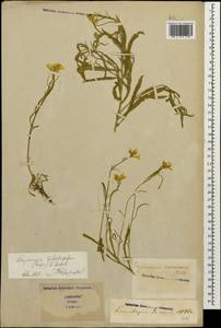 Erysimum substrigosum (Rupr.) N. Busch, Caucasus, Stavropol Krai, Karachay-Cherkessia & Kabardino-Balkaria (K1b) (Russia)