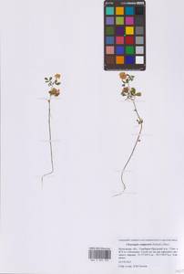Trifolium campestre Schreb., Eastern Europe, Moscow region (E4a) (Russia)