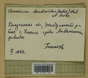 Climacium dendroides (Hedw.) F. Weber & D. Mohr, Bryophytes, Bryophytes - Middle Russia (B6) (Russia)