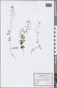 Capsella bursa-pastoris (L.) Medik., Eastern Europe, Northern region (E1) (Russia)