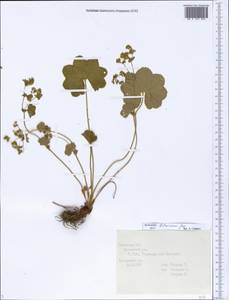 Alchemilla litwinowii Juz., Eastern Europe, Central forest region (E5) (Russia)
