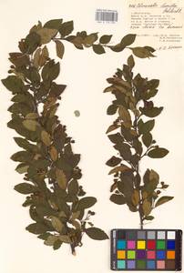 Cotoneaster acutifolius Turcz., Eastern Europe, Lower Volga region (E9) (Russia)