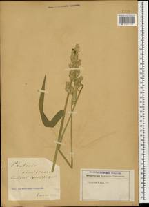 Phalaris arundinacea L., Caucasus (no precise locality) (K0)