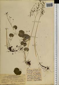 Micranthes nelsoniana subsp. aestivalis (Fisch. & C. A. Mey.) Elven & D. F. Murray, Siberia, Altai & Sayany Mountains (S2) (Russia)