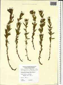 Chamaenerion dodonaei (Vill.) Schur ex Fuss., Caucasus, Stavropol Krai, Karachay-Cherkessia & Kabardino-Balkaria (K1b) (Russia)