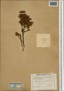 Juniperus communis var. communis, Caucasus (no precise locality) (K0)