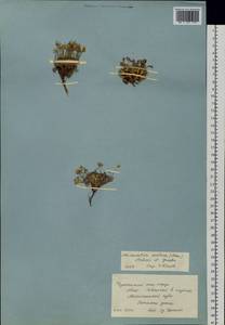 Cherleria arctica (Stev. ex Ser.) comb. ined., Siberia, Chukotka & Kamchatka (S7) (Russia)