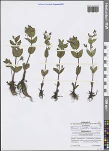 Veronica anagallis-aquatica L., Eastern Europe, Middle Volga region (E8) (Russia)