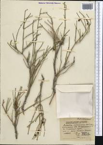 Ephedra intermedia Schrenk & C.A.Mey., Middle Asia, Northern & Central Tian Shan (M4) (Kyrgyzstan)