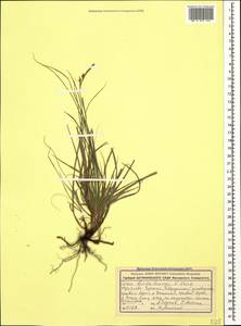 Carex liparocarpos subsp. bordzilowskii (V.I.Krecz.) T.V.Egorova, Caucasus, Stavropol Krai, Karachay-Cherkessia & Kabardino-Balkaria (K1b) (Russia)