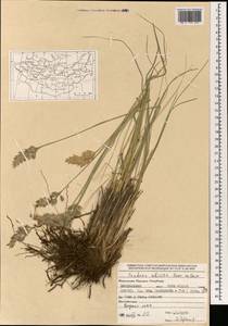 Festuca sibirica Hack. ex Boiss., Mongolia (MONG) (Mongolia)