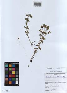 KUZ 001 563, Euphorbia esula subsp. esula, Siberia, Altai & Sayany Mountains (S2) (Russia)