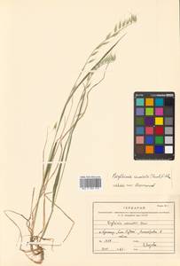 Brylkinia caudata (Munro ex A.Gray) F.Schmidt, Siberia, Russian Far East (S6) (Russia)