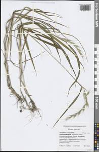 Elymus sibiricus L., Siberia, Russian Far East (S6) (Russia)