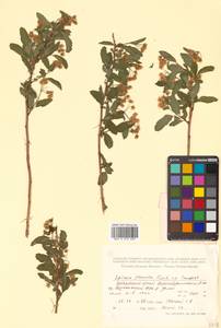 Spiraea flexuosa Fisch. ex Cambess., Siberia, Russian Far East (S6) (Russia)