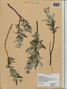Salix lapponum L., Eastern Europe, North-Western region (E2) (Russia)