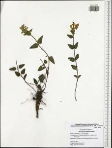 Scutellaria supina L., Eastern Europe, Central region (E4) (Russia)