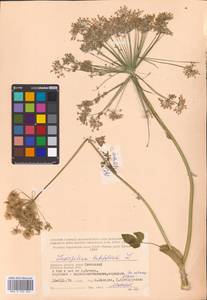 Laserpitium latifolium L., Eastern Europe, Western region (E3) (Russia)