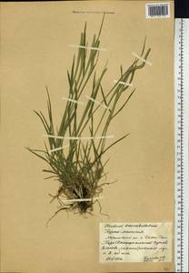 Hordeum brevisubulatum (Trin.) Link, Siberia, Baikal & Transbaikal region (S4) (Russia)