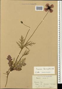 Papaver laevigatum M. Bieb., Crimea (KRYM) (Russia)